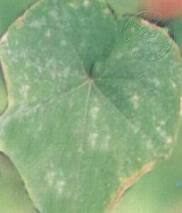 佛手瓜白粉病 佛手瓜白粉病