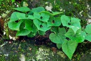 細辛(原變型) 細辛(原變型)