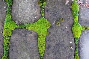 粗毛細濕蘚 粗毛細濕蘚