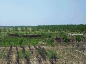 羅陽濕地休閒度假區 羅陽濕地休閒度假區