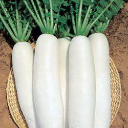 脈地灣蘿蔔 脈地灣蘿蔔