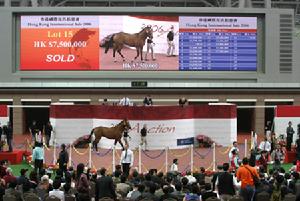 香港國際馬匹拍賣會