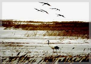 豫北黃河故道濕地鳥類國家級自然保護區