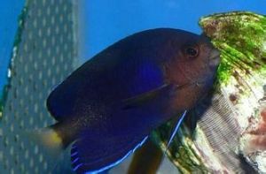 白尾新娘魚 白尾新娘魚