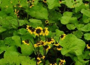 烏蘇里橐吾 烏蘇里橐吾