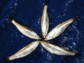 騷凡子魚 騷凡子魚