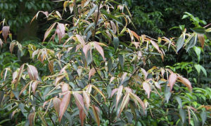 大萼毛蕊茶 大萼毛蕊茶