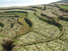 土壤有機質 土壤有機質