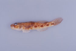 叉舌鰕虎 叉舌鰕虎