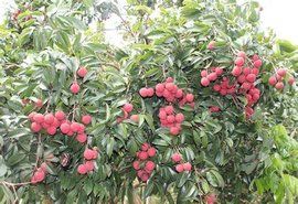 江口荔枝 江口荔枝