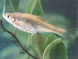 台灣小鯿魚 台灣小鯿魚