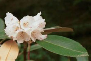 玉樹杜鵑（亞種）