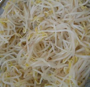 無根豆芽