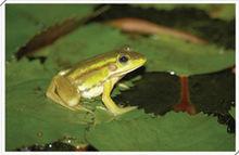 金線蛙
