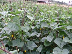 右所上村—蔬菜