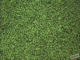 金相組織 金相組織