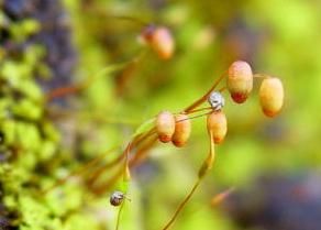 狹葉擬合睫蘚 狹葉擬合睫蘚