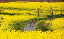 騎行油菜花海