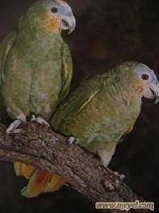 聖文生亞馬遜鸚鵡