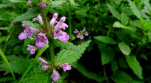 沼生水蘇 沼生水蘇
