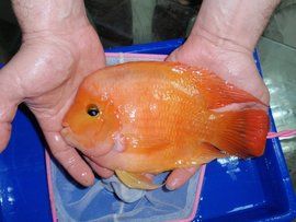 金剛鸚鵡魚 金剛鸚鵡魚