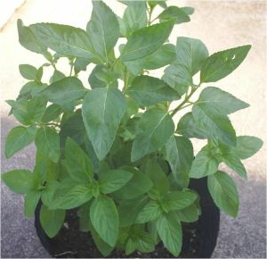 開關立效散 開關立效散