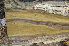 金絲楠烏木 金絲楠烏木