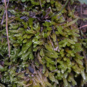 毛尖棉蘚 毛尖棉蘚