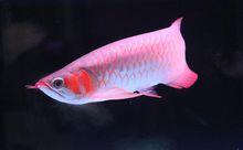 粉紅龍魚