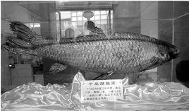 杭州千島湖大魚王 杭州千島湖大魚王
