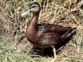 馬利亞納鴨 馬利亞納鴨