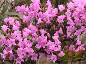 華麗杜鵑 華麗杜鵑