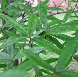 櫟屬[植物物種]