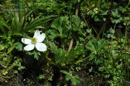 天全銀蓮花 天全銀蓮花