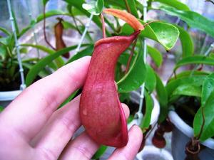 紅瓶豬籠草 紅瓶豬籠草