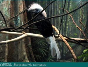 白冠犀鳥 Berenicornis comatus