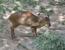 赤麂婆羅洲南部亞種