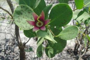 杯萼毛蕊茶 杯萼毛蕊茶