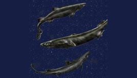 蒲氏霞鯊 蒲氏霞鯊