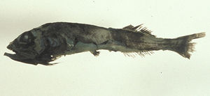 貢氏魯氏魚 貢氏魯氏魚