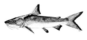 內爾海鯰 內爾海鯰