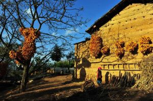 轎子山村 轎子山村