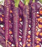 紫胡蘿蔔 紫胡蘿蔔