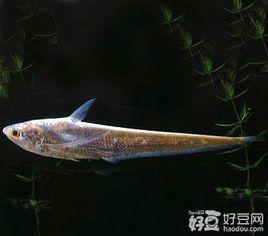 大牙潛魚 大牙潛魚