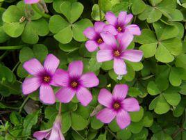 大老鴉酸根 大老鴉酸根