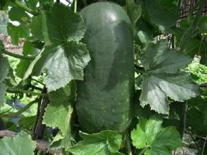 冬瓜瓤[冬瓜瓤]