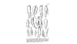 米林烏頭 米林烏頭