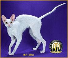 柯尼斯捲毛貓圖集