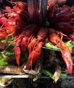 天鵝龍蝦 天鵝龍蝦