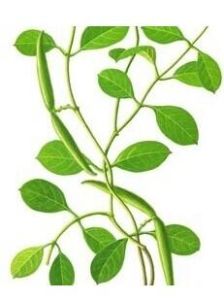 平滑弓果藤 平滑弓果藤